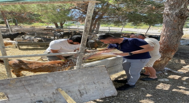 Kemer’de kurban satış ve kesim yerlerine yönelik denetimler sürüyor