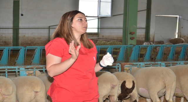 Kahramanmaraşlı kadın girişimci devlet desteğiyle kurduğu çiftlikte 1000 koyuna ulaştı