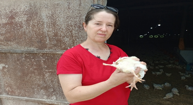 Adana’da yumurtadan 4 ayaklı civciv çıktı