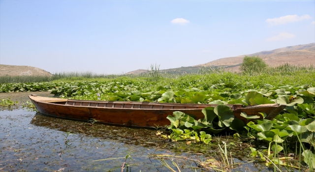 Hatay’daki Gölbaşı Gölü’nü su sümbülleri kapladı