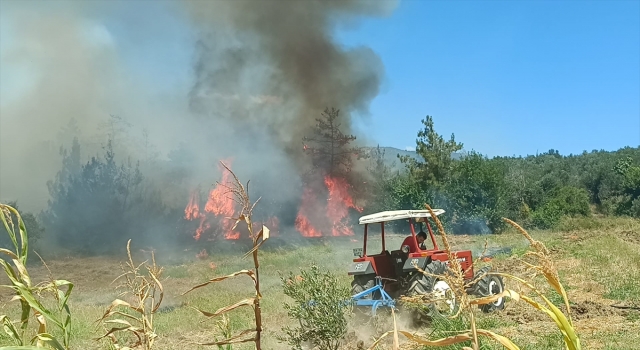 Adana’da çıkan anız yangını zeytinlik ve ormanlık alana sıçradı