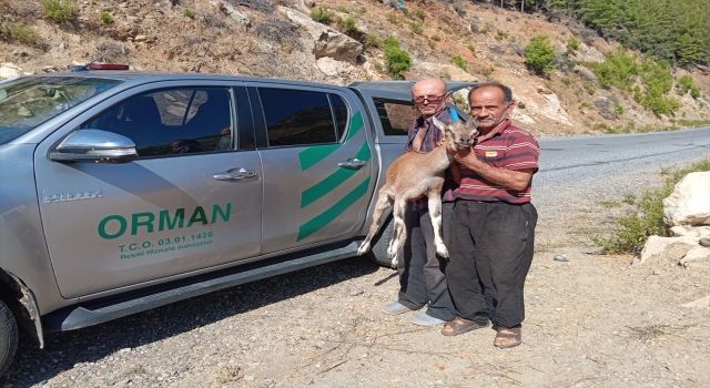 Mersin’de yaralı bulunan yaban keçisi tedavi altına alındı