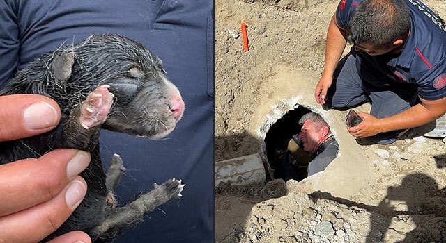 Isparta’da yağmur suyu giderine düşen yavru köpek kurtarıldı