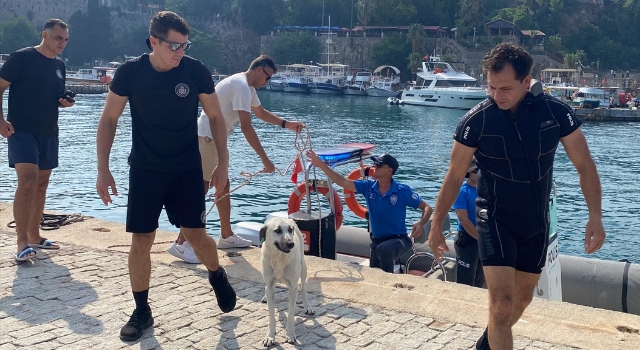 Antalya’da falezlerde mahsur kalan köpeği deniz polisi kurtardı