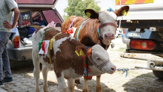 Tarsus’ta ”Buzağı Güzellik Yarışması” düzenlendi