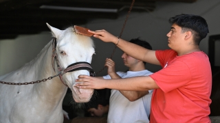 Antalya’da hayvanseverlerin yeni gözdeleri albino piton ve at