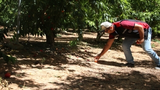 Çukurova’da Akdeniz meyve sineğine karşı entegre mücadele yürütülüyor