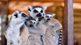 Tarsus Doğa Parkı’ndaki lemur ve sırtlan doğum yaptı