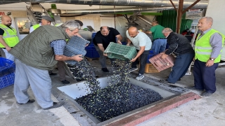 Kumluca’da hasat edilen zeytinin sıkımına başlandı