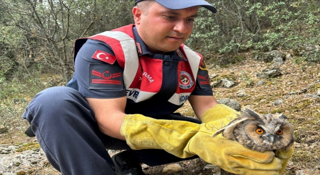 Burdur’da kanadı kırık baykuşu jandarma kurtardı