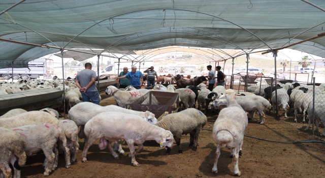 Mersin’deki hayvan pazarlarında bayram hareketliliği başladı