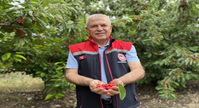 Batı Akdeniz’de yetiştirilen kirazlar yurt içi ve dışında talep görüyor