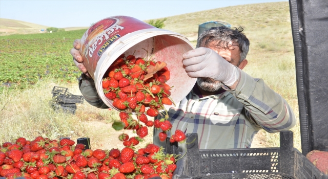 Kahramanmaraş’ın kıraç toprakları çilek üretimiyle canlanıyor