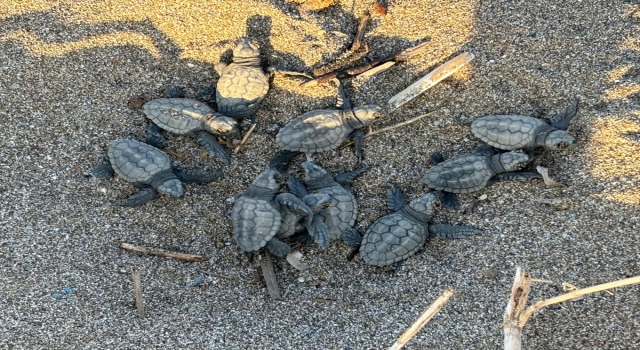 Alanya’da yuvalarından çıkan caretta caretta yavrularının denize yolculuğu görüntülendi