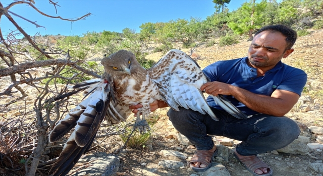 Mersin’de yaralı bulunan kartal tedavi altına alındı