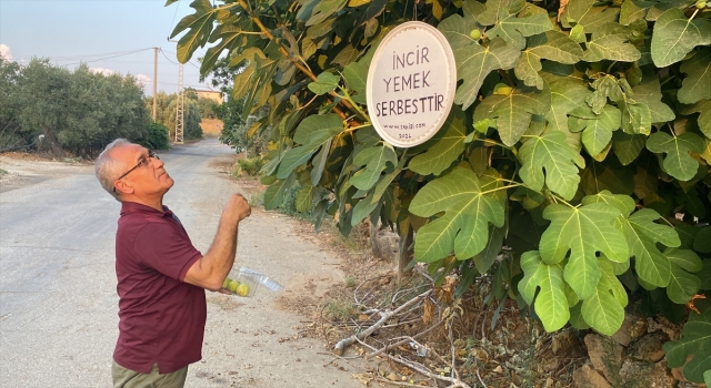 Antalyalı emekli, ”incir yemek serbesttir” yazısıyla ikramda bulunuyor