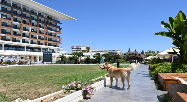 Beş yıldızlı otelde bakılan köpek ”Siri”yi çocuklara tanıtmak için boyama kitabı hazırlandı