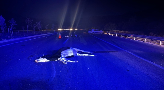 Antalya’da büyükbaş hayvanlara çarpan otomobilin sürücüsü yaralandı