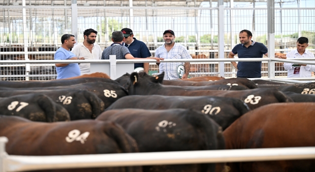 Büyükbaş üreticisinden besiciye aracılık masraflarını ortadan kaldıran mezat