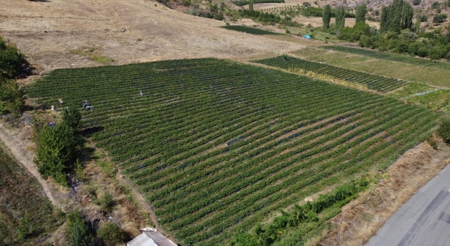 Adana’da kırsal mahallede proje kapsamında 5 dekarda başlayan çilek üretimi 900 dekara ulaştı