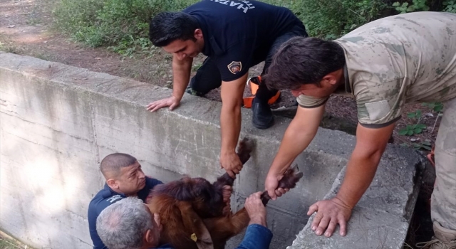 Hatay’da boş havuza atlayan 14 keçiyi itfaiye ekibi çıkardı