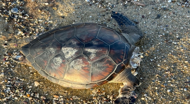 Alanya’da sahilde ölü caretta caretta bulundu