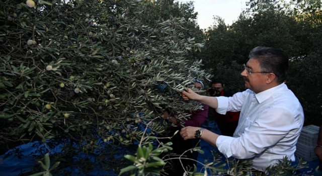 Osmaniye Valisi Erdinç Yılmaz, zeytin hasadına katıldı