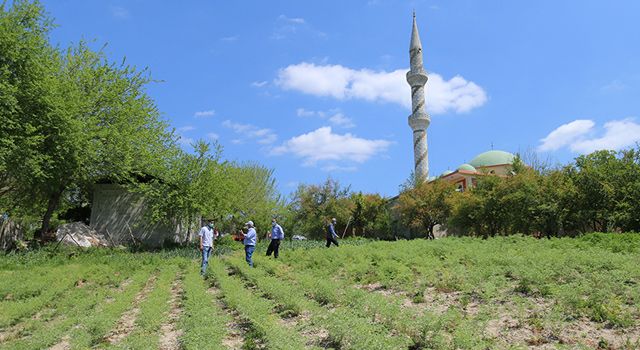 Yerli ürün nohut çeşitleri toprakla buluştu