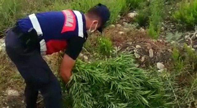 Ormanlık alanda 1575 kök kenevir ele geçirildi