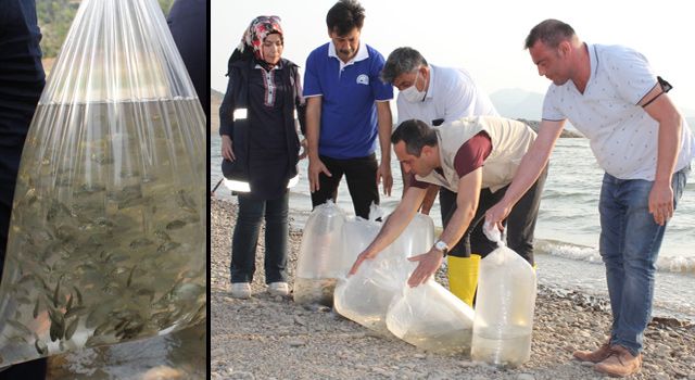 Düziçi’nde göletlere 428 bin sazan balığı bırakıldı