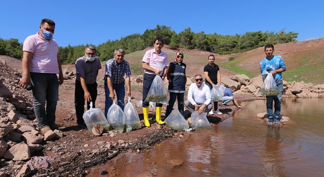 200 bin yavru balık baraj göletlerine bırakıldı
