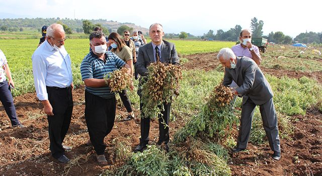 Kaymakam İlhan, yerfıstığı toplayan işçileri ziyaret etti
