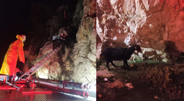 Dağda mahsur kalan keçiler kurtarıldı