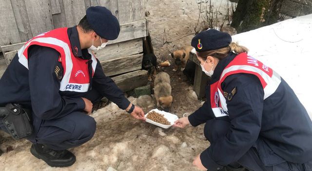 Jandarma, yaylalık bölgelerdeki sokak hayvanlarını unutmadı