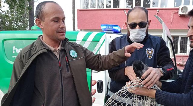 Yuvasından düşen yavru karganın imdadına ‘HAYDİ’ polisleri yetişti