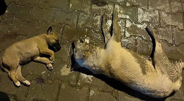 Bahçe’de İlçesinde Sokak köpekleri zehirlenerek öldürüldü