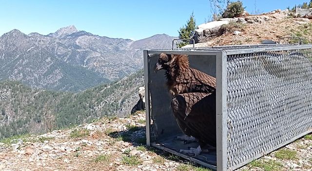 Tedavi edilen Akbaba doğaya bırakıldı