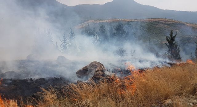 Orman yangını büyümeden söndürüldü