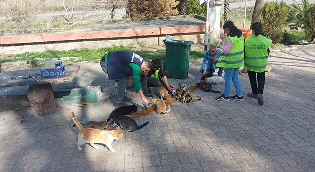 Belediye sokak hayvanlarına mama desteği veriyor