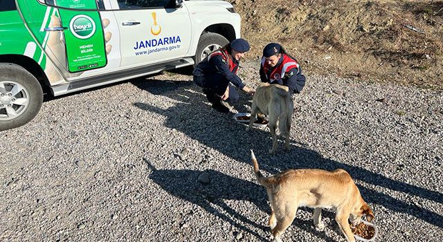 Jandarma ekipleri sokaktaki canlara besleme dağıttı