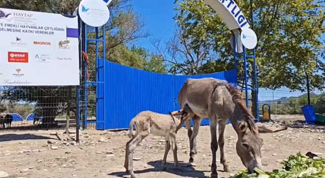 Ampute Eşek, Emekli Hayvanlar Çiftliğinde Doğum Yaptı