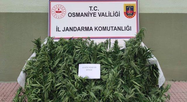 Jandarma, 40 kök kenevir bitkisi ele geçirdi