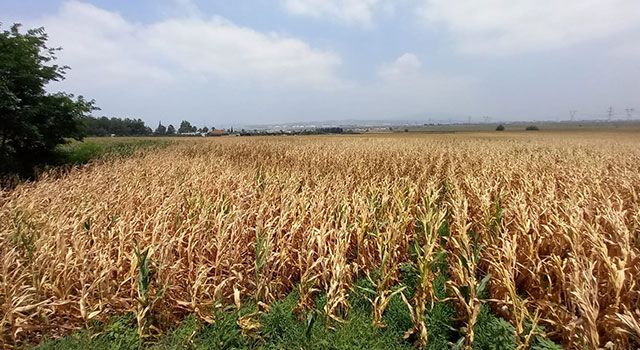 Osmaniye'de Mısır üreticileri mantar hastalığından dert yanıyor