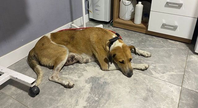 Sokak Köpeğindeki Tümör Ameliyatla Alındı