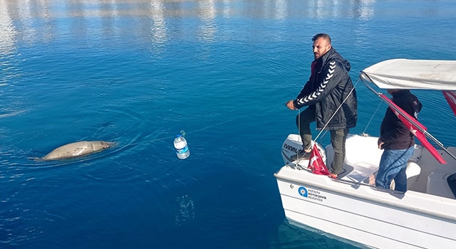 Antalya Körfezi’nde ölü Akdeniz foku bulundu