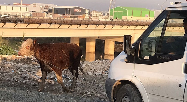 Hatay’da Asi Nehri’ne düşen büyükbaş hayvan kurtarıldı