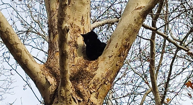 Adana’da ağaçta mahsur kalan kedi kurtarıldı