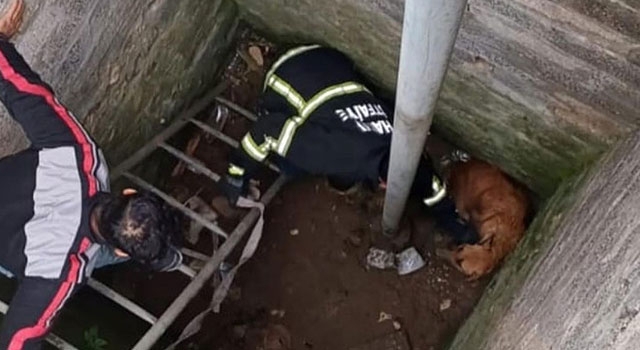 Hatay’da kuyuya düşen sahipsiz köpeği itfaiye kurtardı