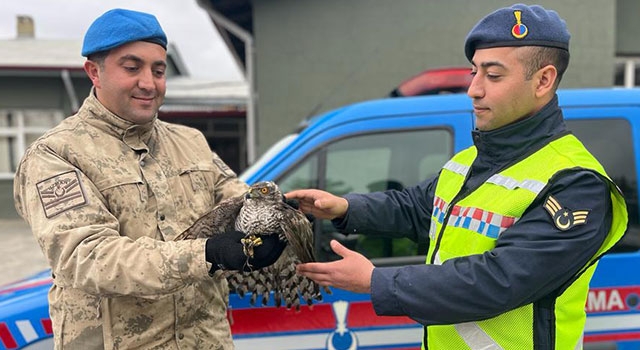 Kahramanmaraş’ta jandarmanın bulduğu yaralı atmaca koruma altına alındı