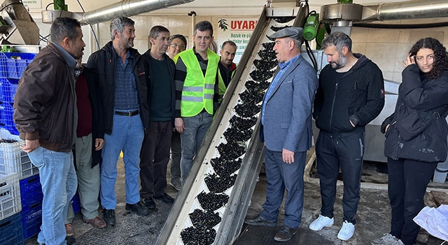 Kumluca’da ziraat odasının fabrikasında 320 ton zeytinyağı elde edildi